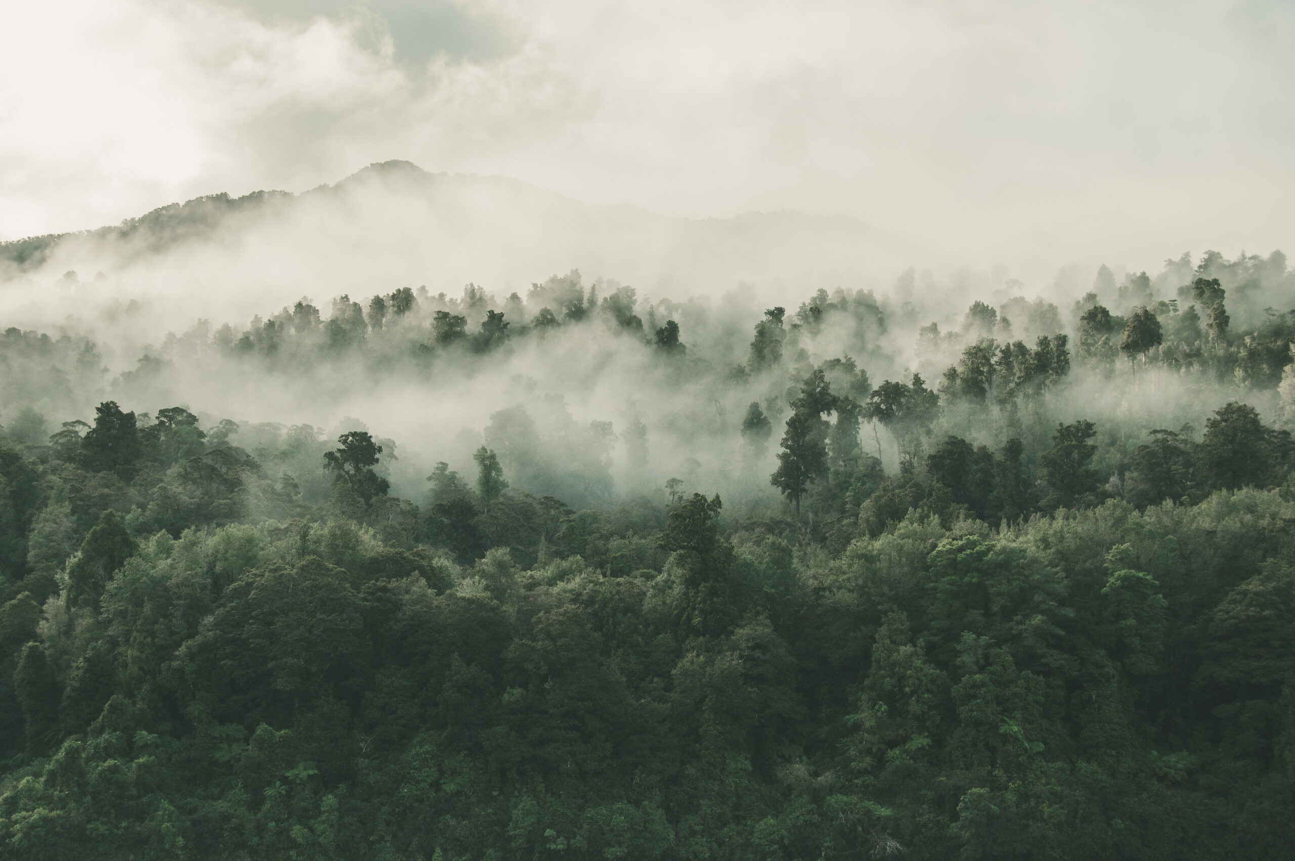 SMM for the Environmental Project Treepilya